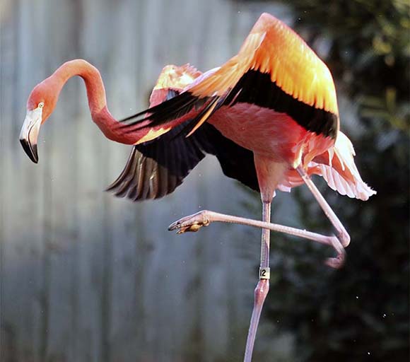 FlamingoJump